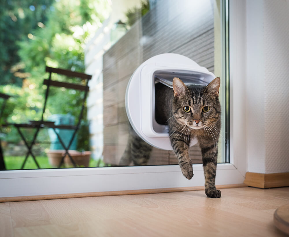 Tabby cat stepping through a cat flap installed in a glass door